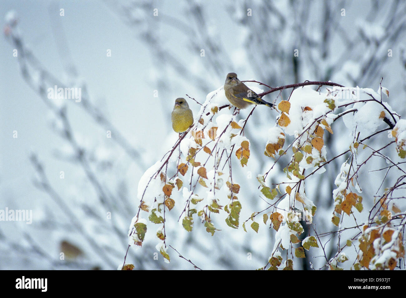 Les oiseaux sur une branche de l'vinter. Banque D'Images