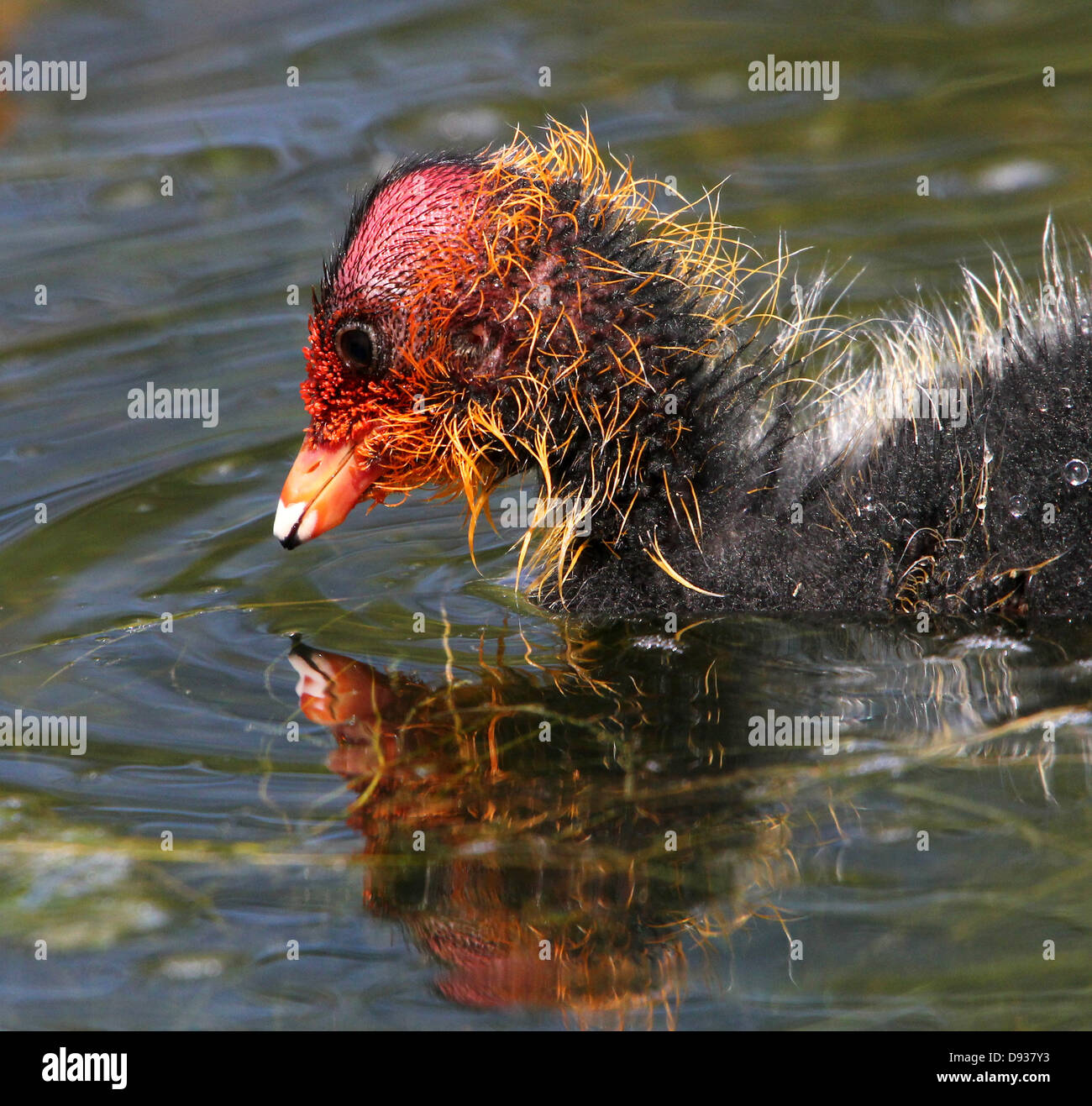 Bebe Foulque Macroule Fulica Atra Nager A Proximite Tout En Alimentant Photo Stock Alamy Bebe Foulque Macroule Fulica Atra Nager A Proximite Tout En Alimentant Photo Stock Alamy
