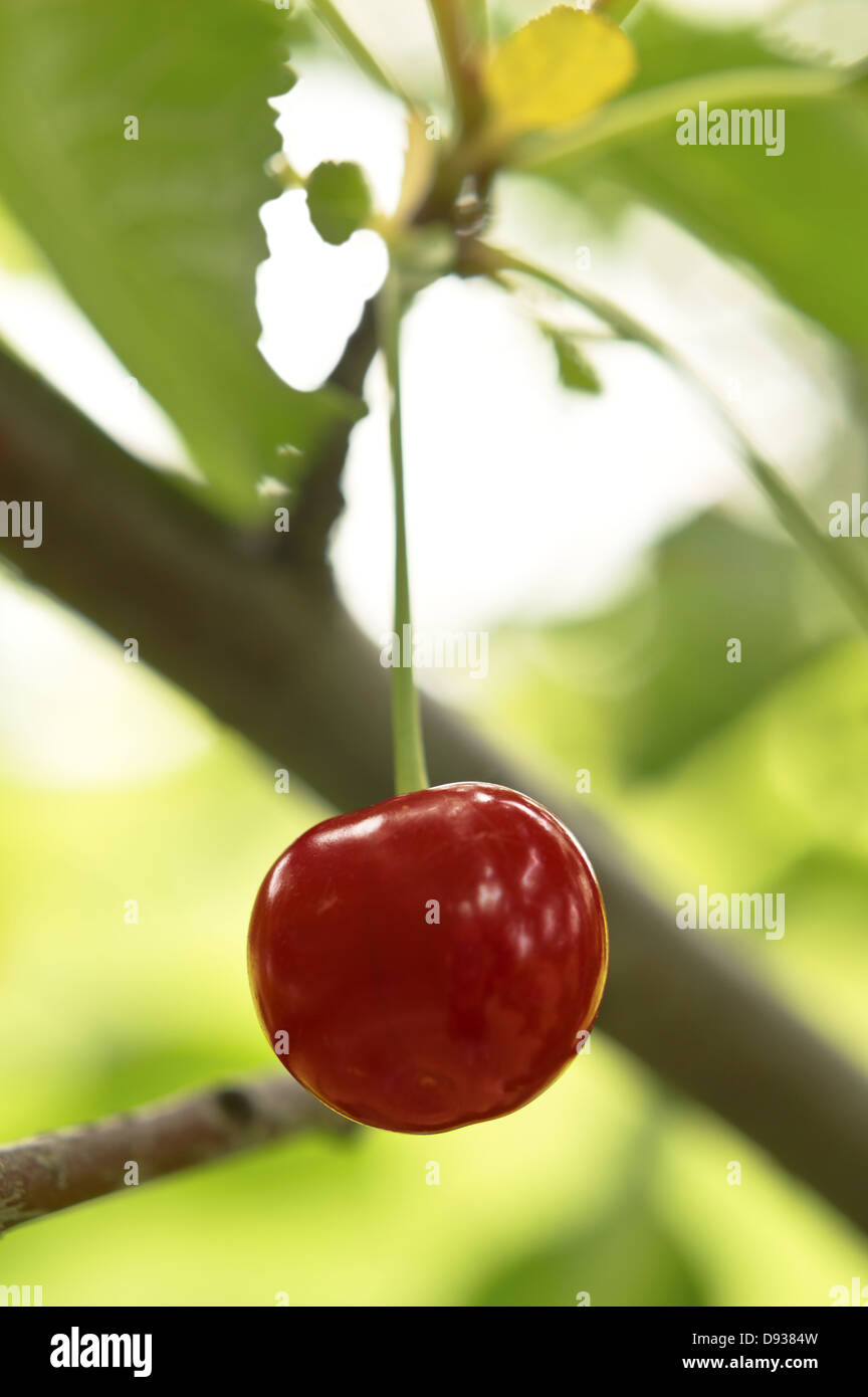 Cerise mûre savoureuse sur une branche d'arbre Banque D'Images