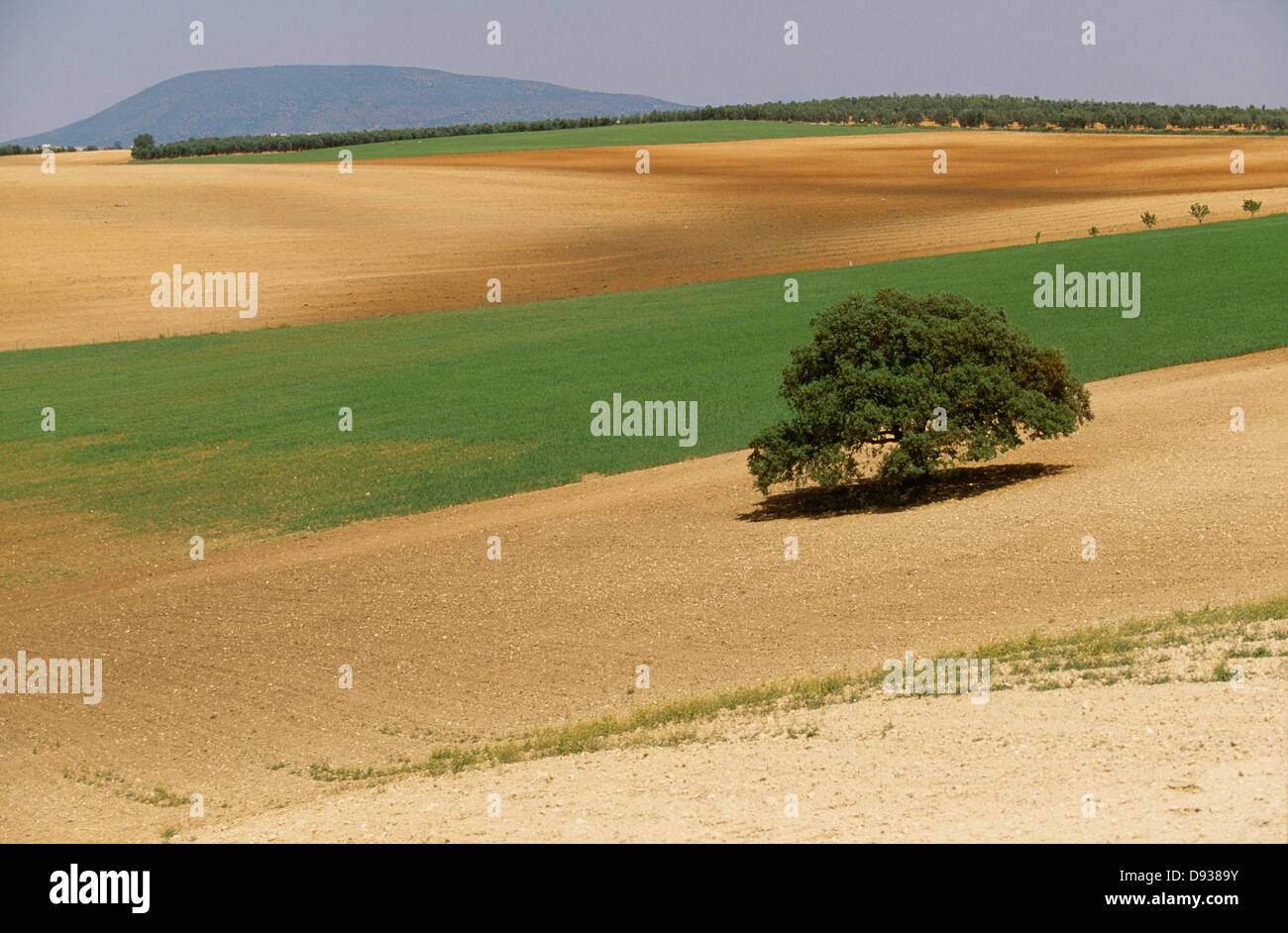 Vue de paysage avec petit arbre Banque D'Images