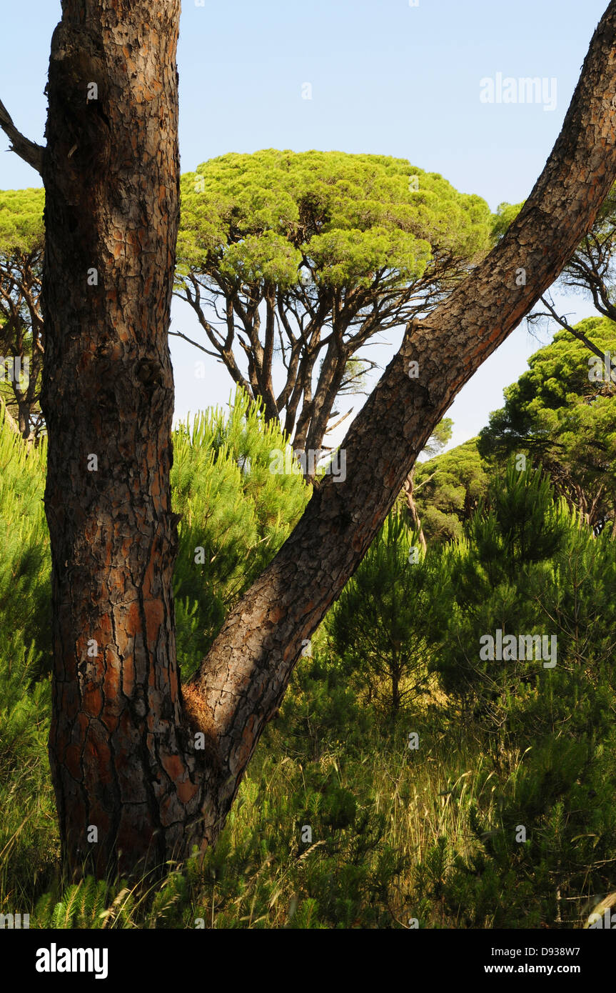 Stone Pine, Pinus pinea, près de Patras, Péloponnèse, Grèce Banque D'Images