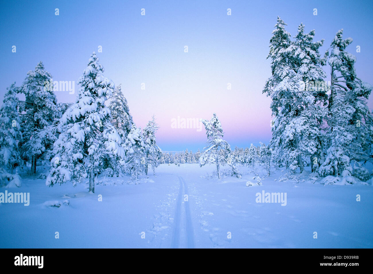 Pistes de ski par neigé en épicéas. Banque D'Images