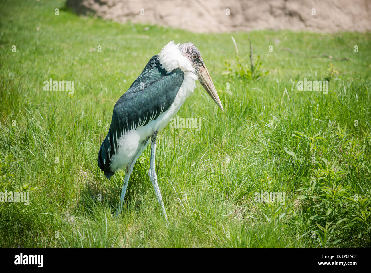 Marabout africain de marcher seul dans les hautes herbes Banque D'Images