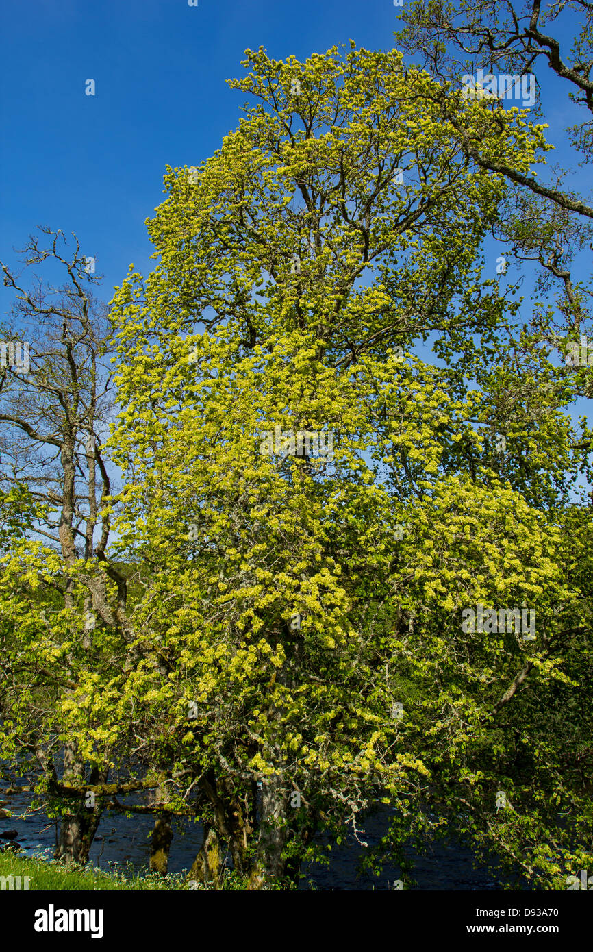 Orme montagnard OU ORME SYLVESTRE [Ulmus glabra] en pleine floraison au printemps l'ECOSSE Banque D'Images