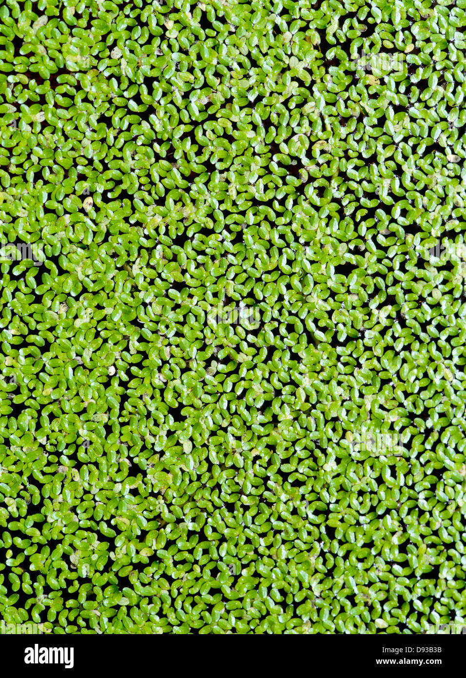 Des plantes hydrophytes, full frame Banque D'Images