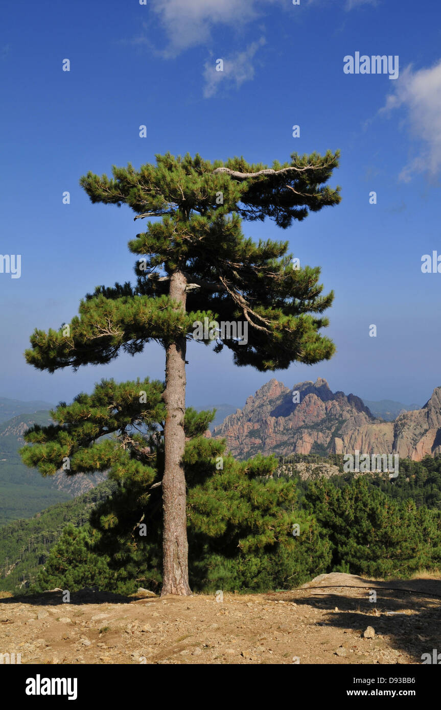 Pin de Corse, Pinus nigra laricio, Col de Bavella, Région de l'Alta Rocca, Corse-du-Sud, Corse, France Banque D'Images