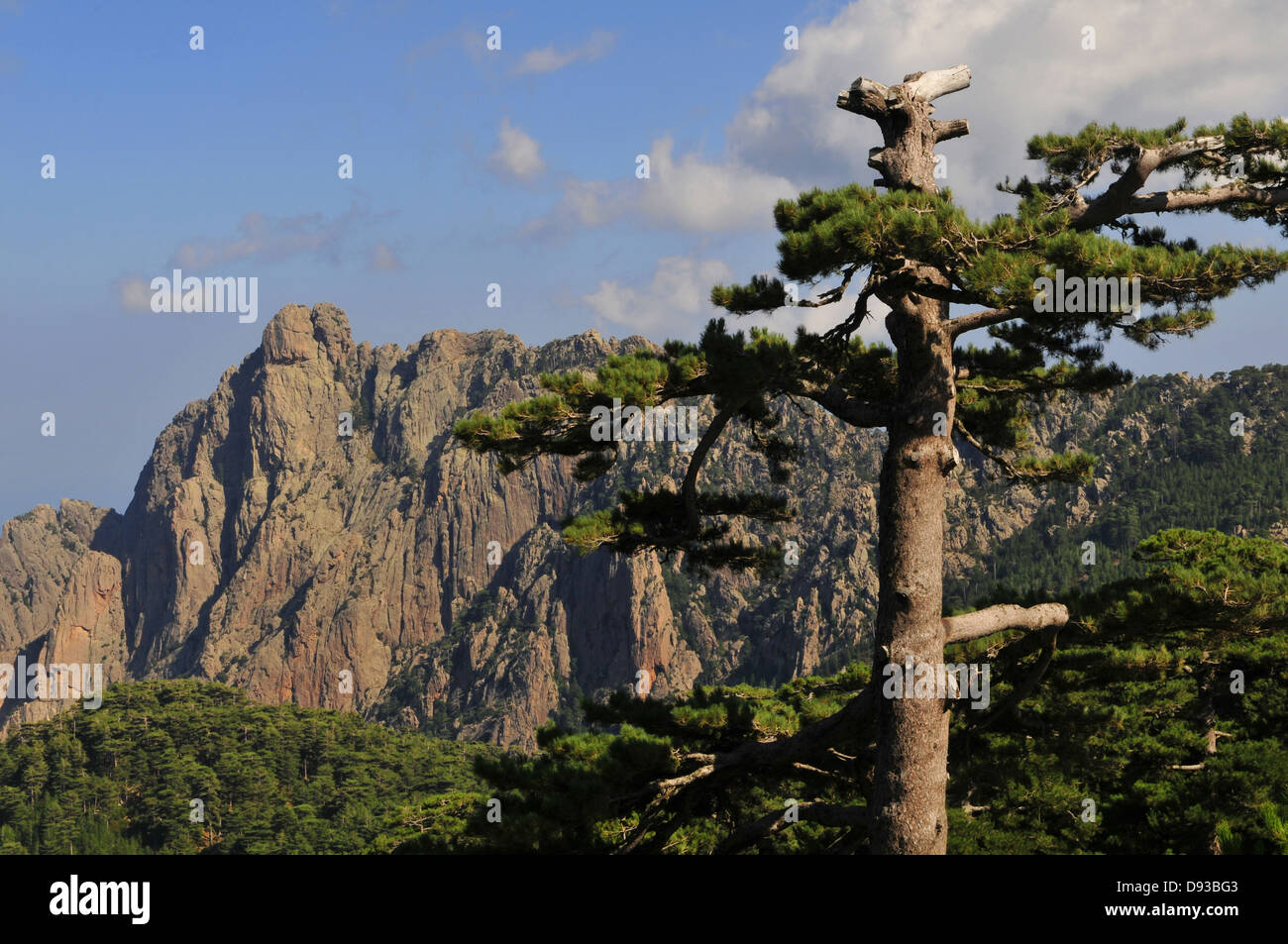 Pin de Corse, Pinus nigra laricio, Col de Bavella, Région de l'Alta Rocca, Corse-du-Sud, Corse, France Banque D'Images