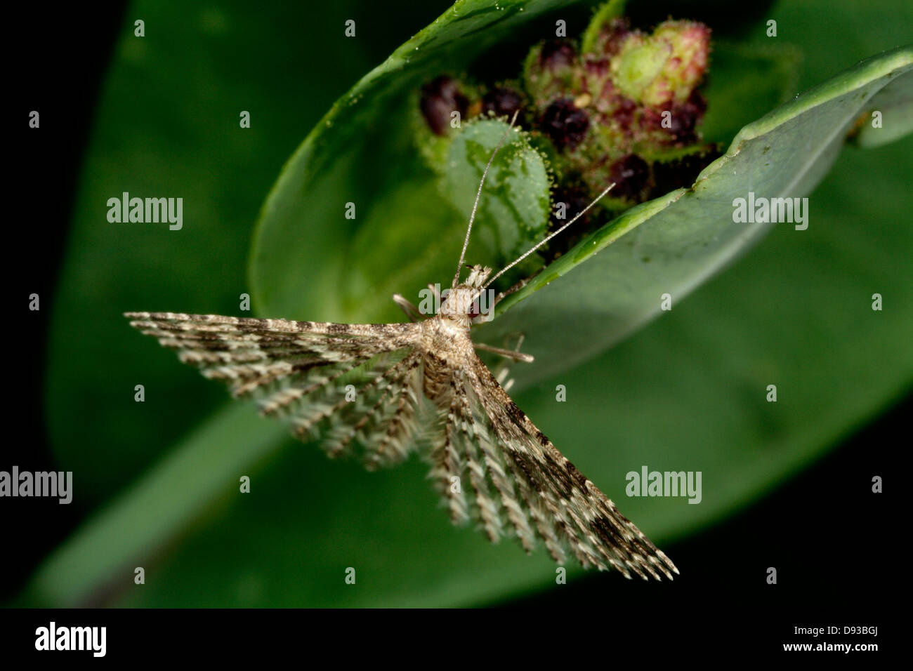 Vingt-plume Moth en ponte, close-up, en Suède. Banque D'Images