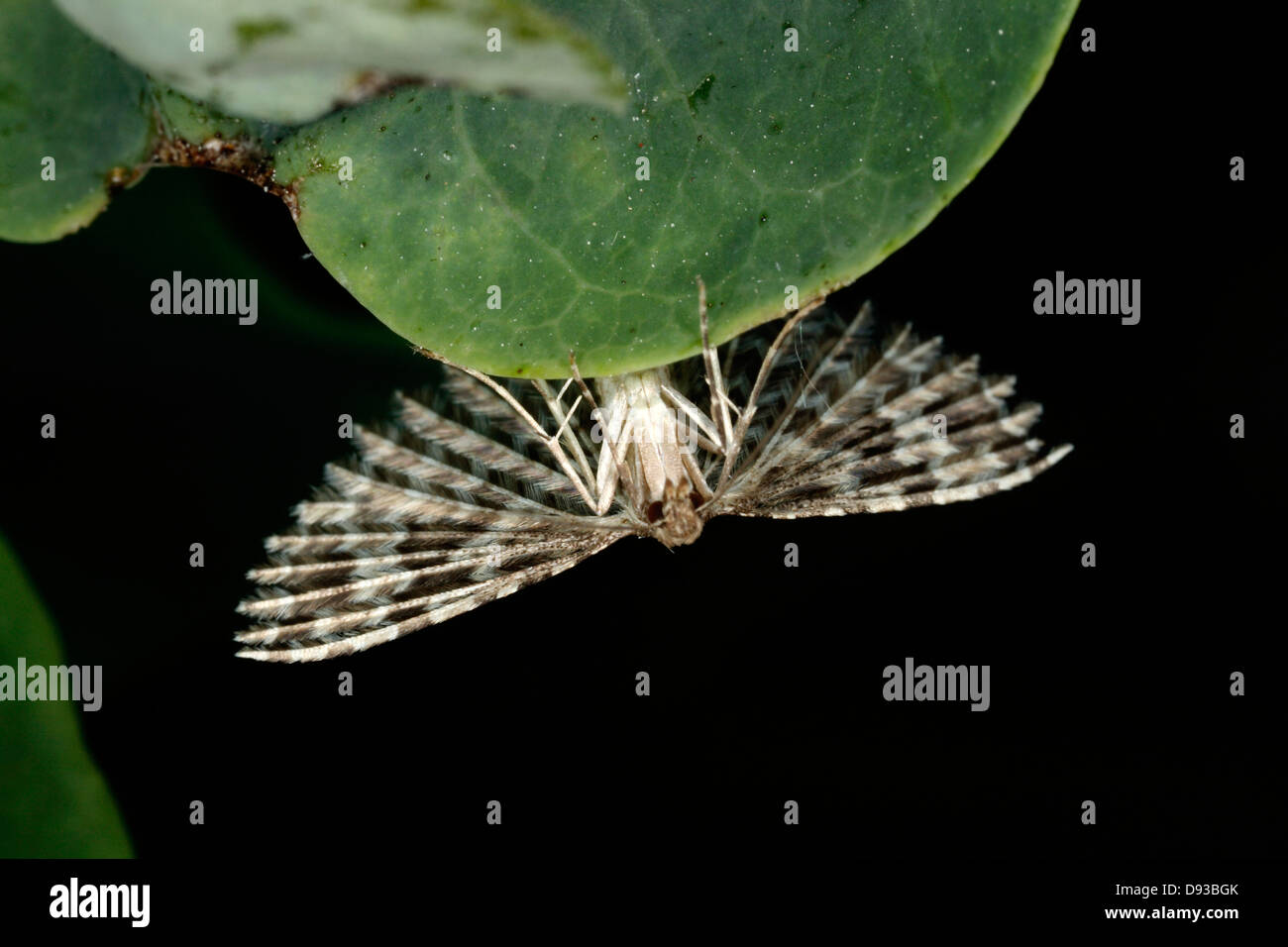 Vingt-plume Moth, close-up, en Suède. Banque D'Images
