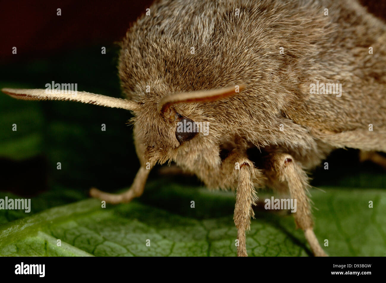 Un Fox Moth, close-up, en Suède. Banque D'Images