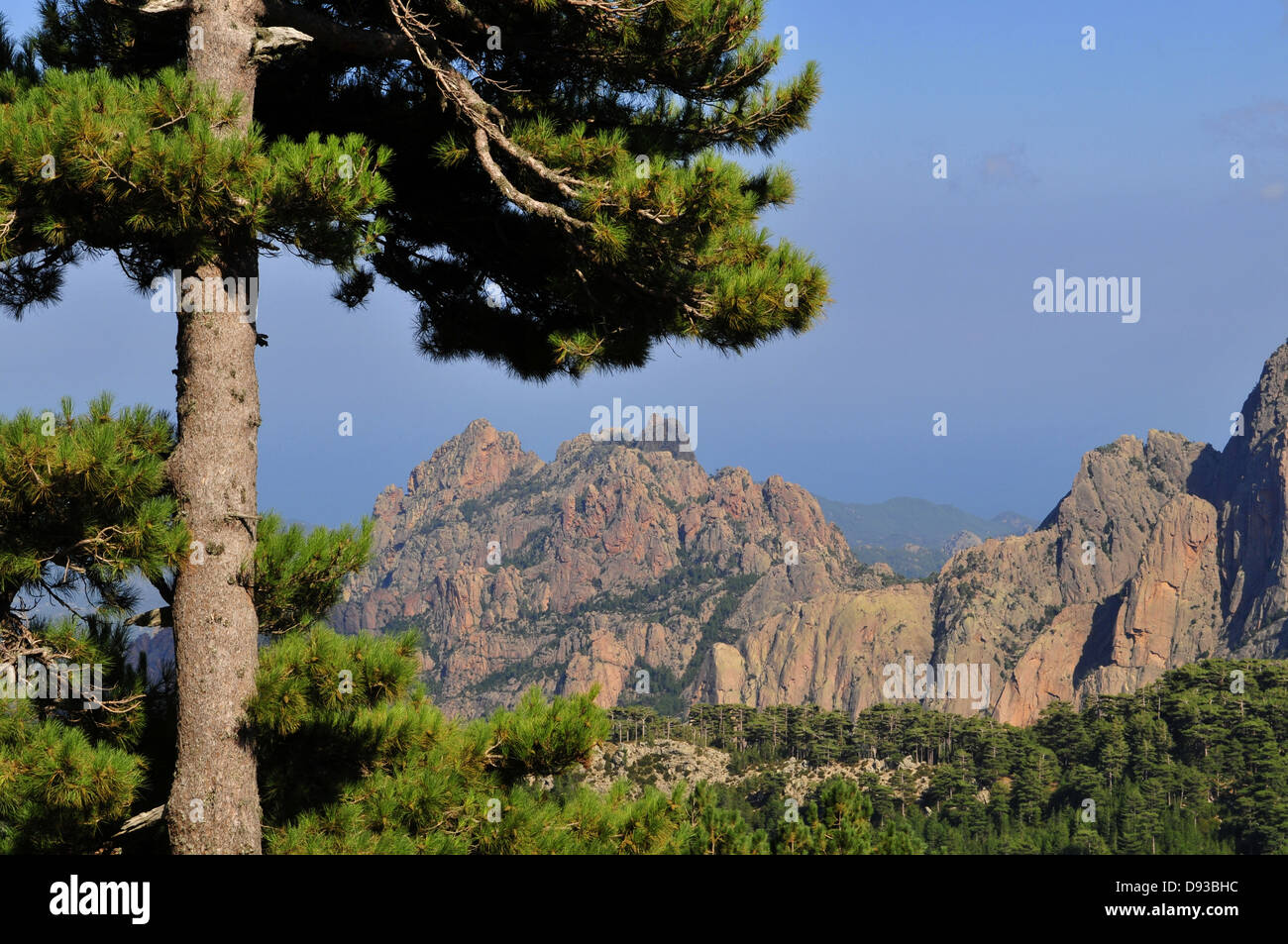 Pin de Corse, Pinus nigra laricio, Col de Bavella, Région de l'Alta Rocca, Corse-du-Sud, Corse, France Banque D'Images