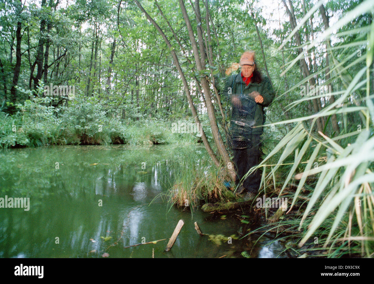 Une femme de l'écrevisse de pêche dans une petite rivière, la Suède. Banque D'Images
