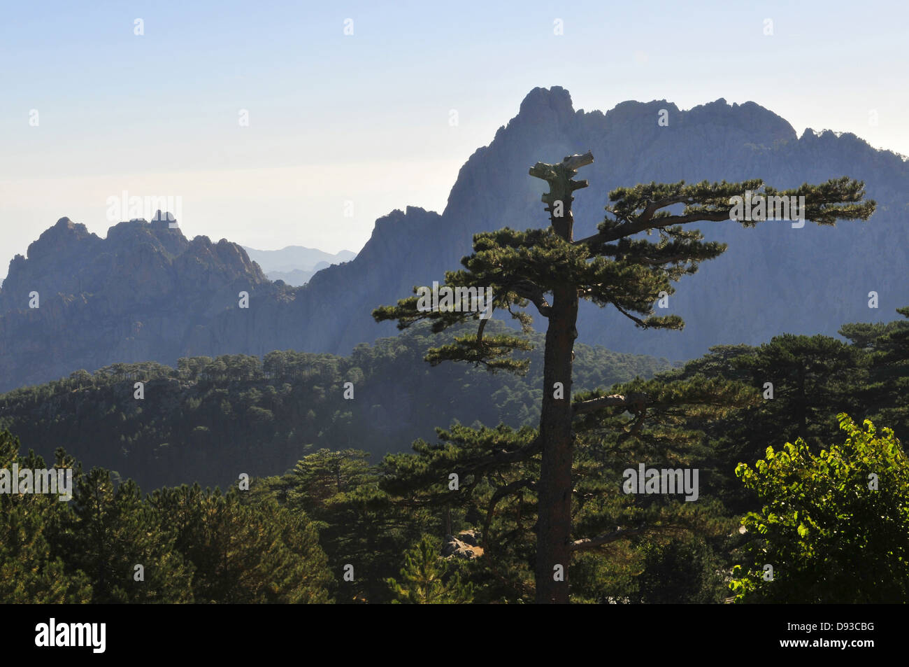 Pin de Corse, Pinus nigra laricio, Col de Bavella, Région de l'Alta Rocca, Corse-du-Sud, Corse, France Banque D'Images