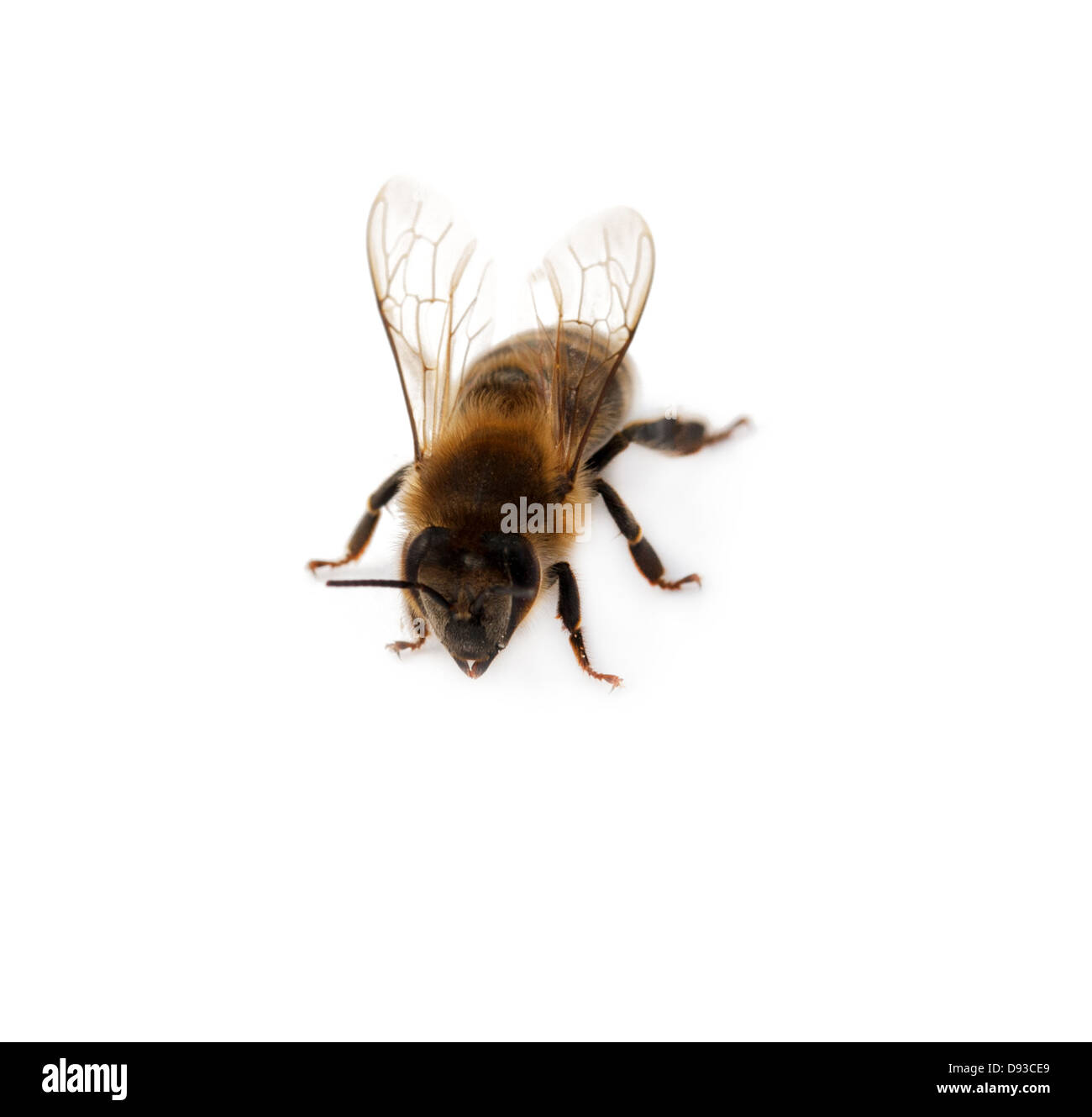 Bee isolé sur fond blanc Banque D'Images