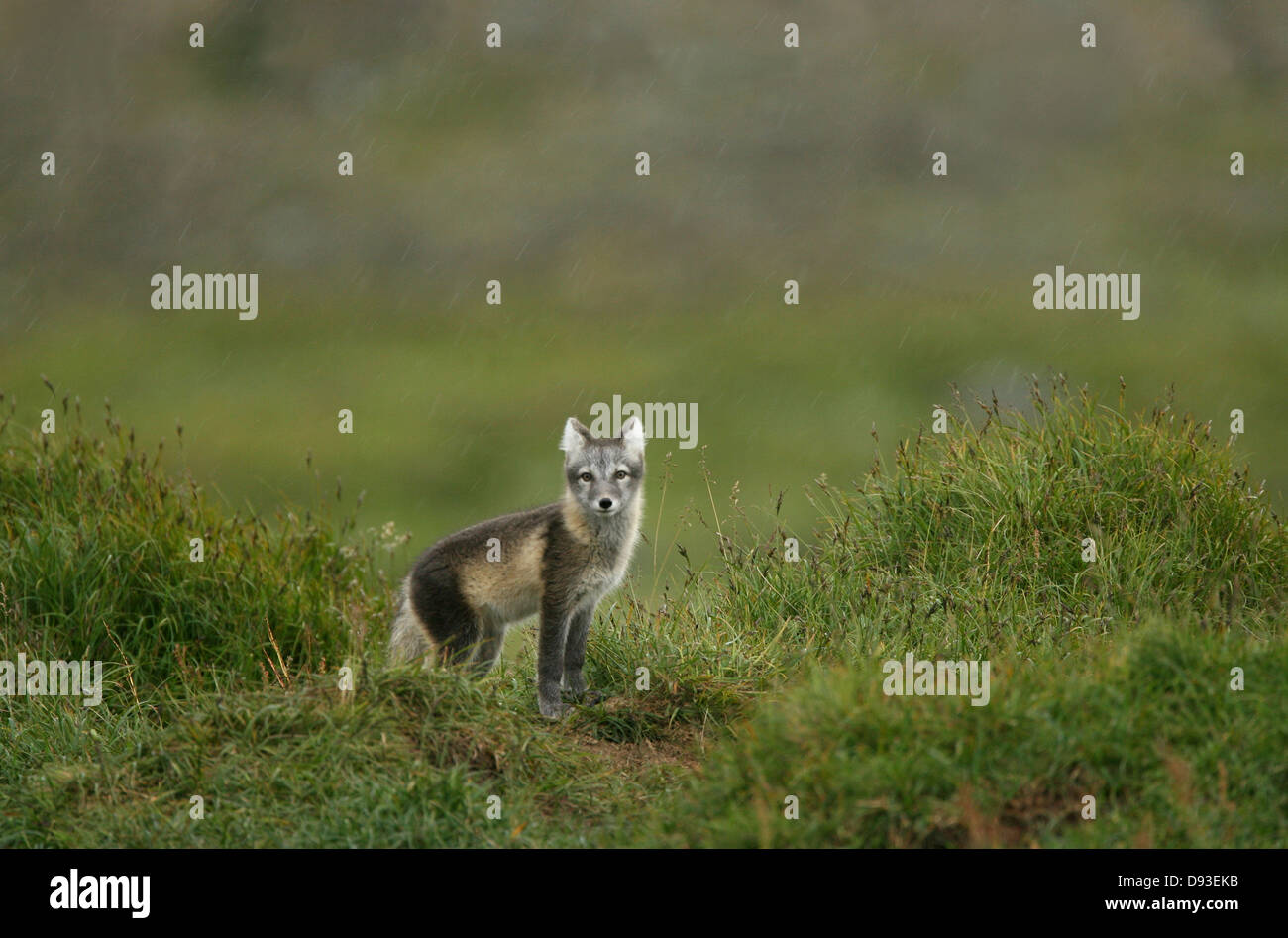 Le renard arctique, Jamtland, Suède. Banque D'Images