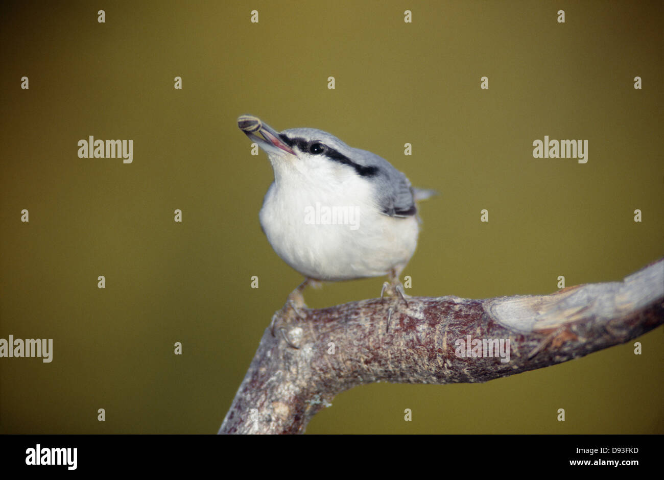 Direction générale de l'oiseau perché sur Banque D'Images