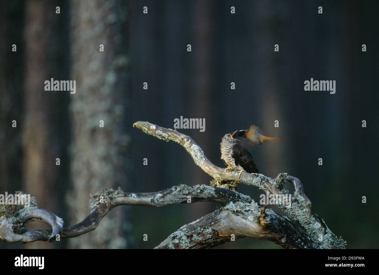 Oiseau posé sur la branche Banque D'Images