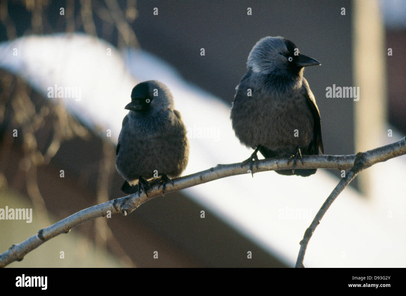 Oiseaux posés sur une branche Banque D'Images