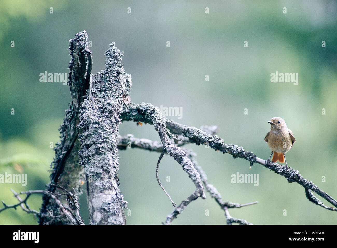 Paruline flamboyante sur une branche. Banque D'Images
