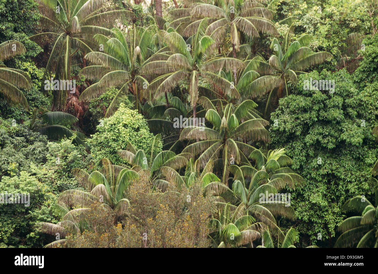 Vue sur palm trees in forest Banque D'Images