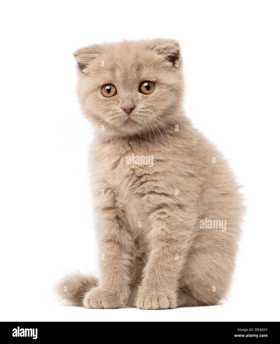 Scottish Fold chaton, 9 semaines, assis contre un fond blanc Banque D'Images
