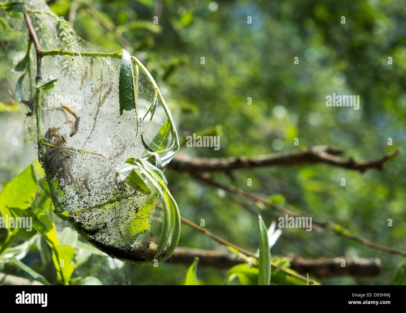 Caterpillar en cocon dans la forêt verte Banque D'Images