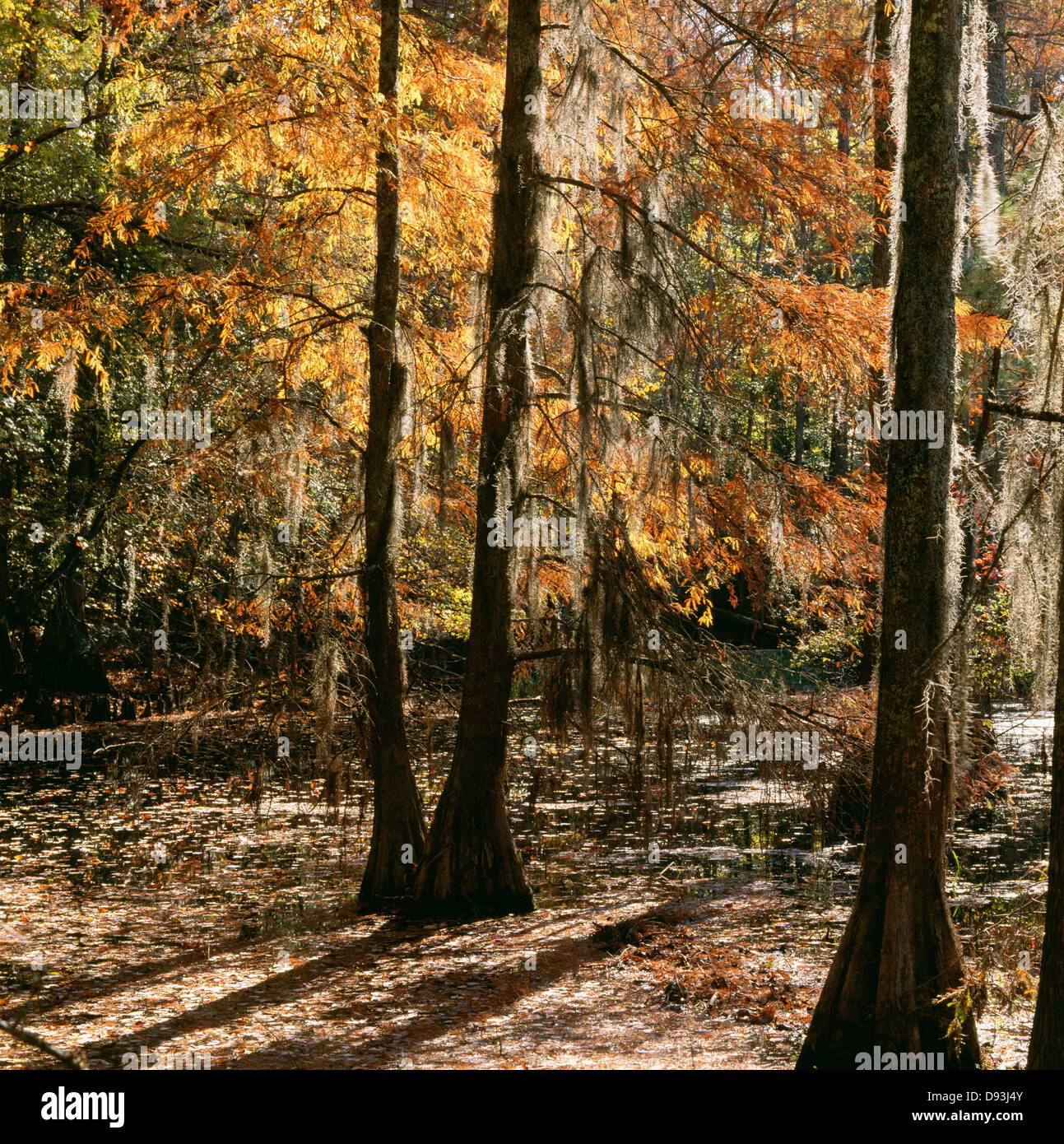 La mousse espagnole pendaison le cyprès chauve Banque D'Images