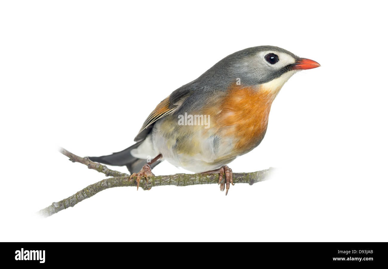 Red-billed Leiothrix, Leiothrix lutea, perché sur une branche à l'arrière-plan blanc Banque D'Images