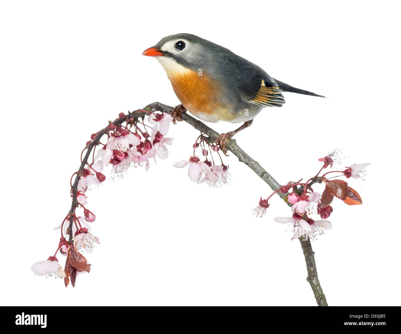 Red-billed Leiothrix, Leiothrix lutea, perché sur une branche à l'arrière-plan blanc Banque D'Images