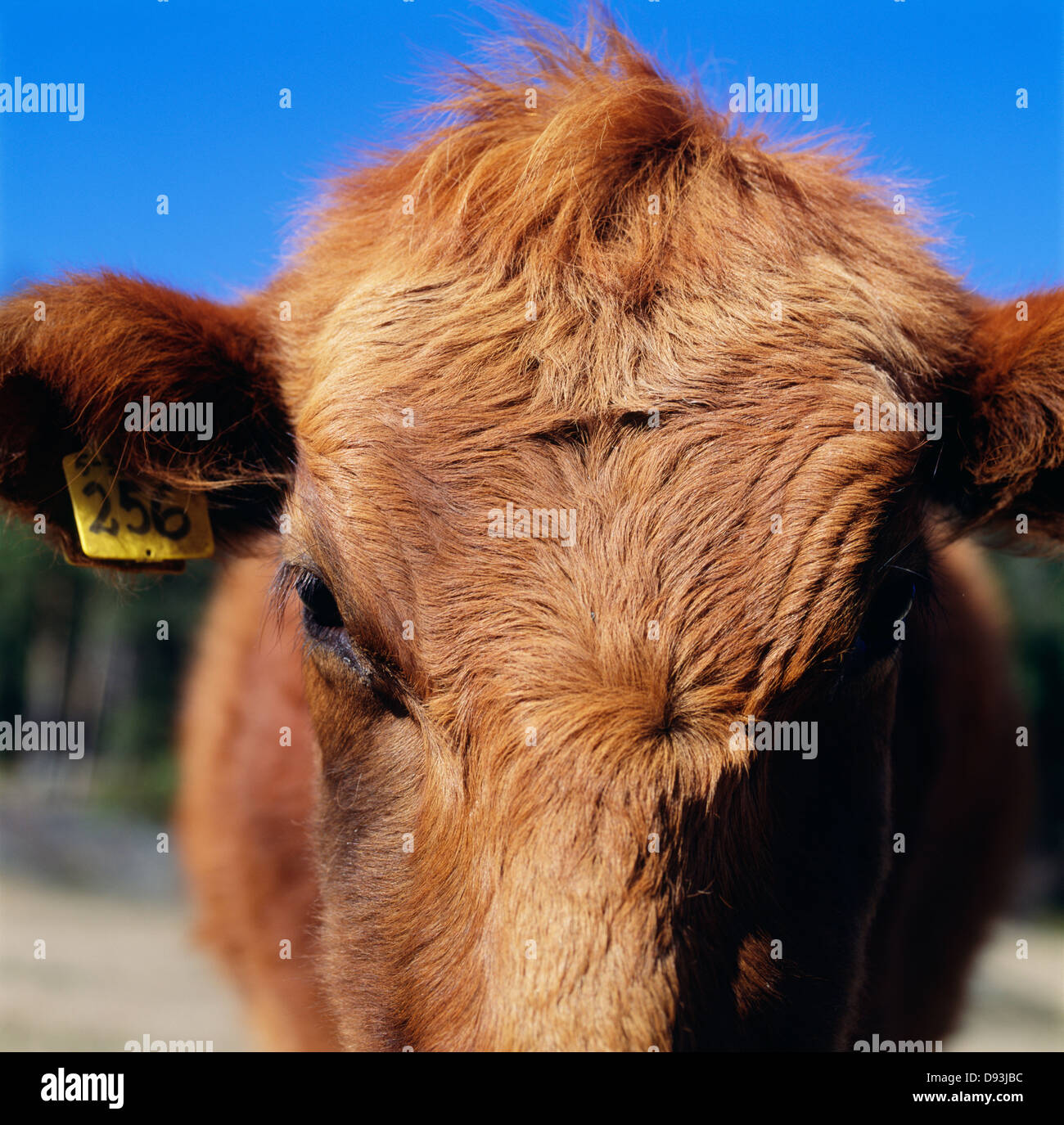 Tagged cow standing, close-up Banque D'Images