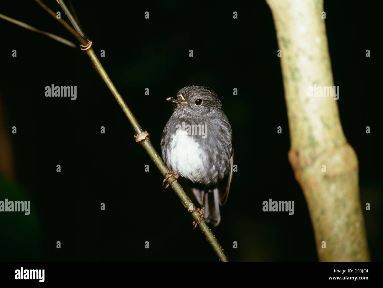 Bird perching on branch Banque D'Images