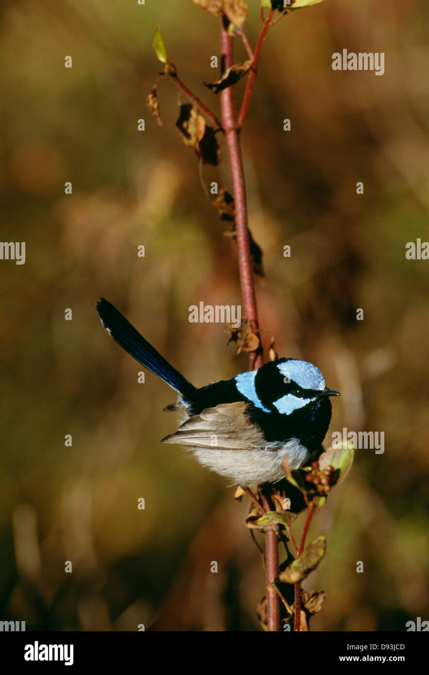 Superbe Fairywren perching on tree branch Banque D'Images