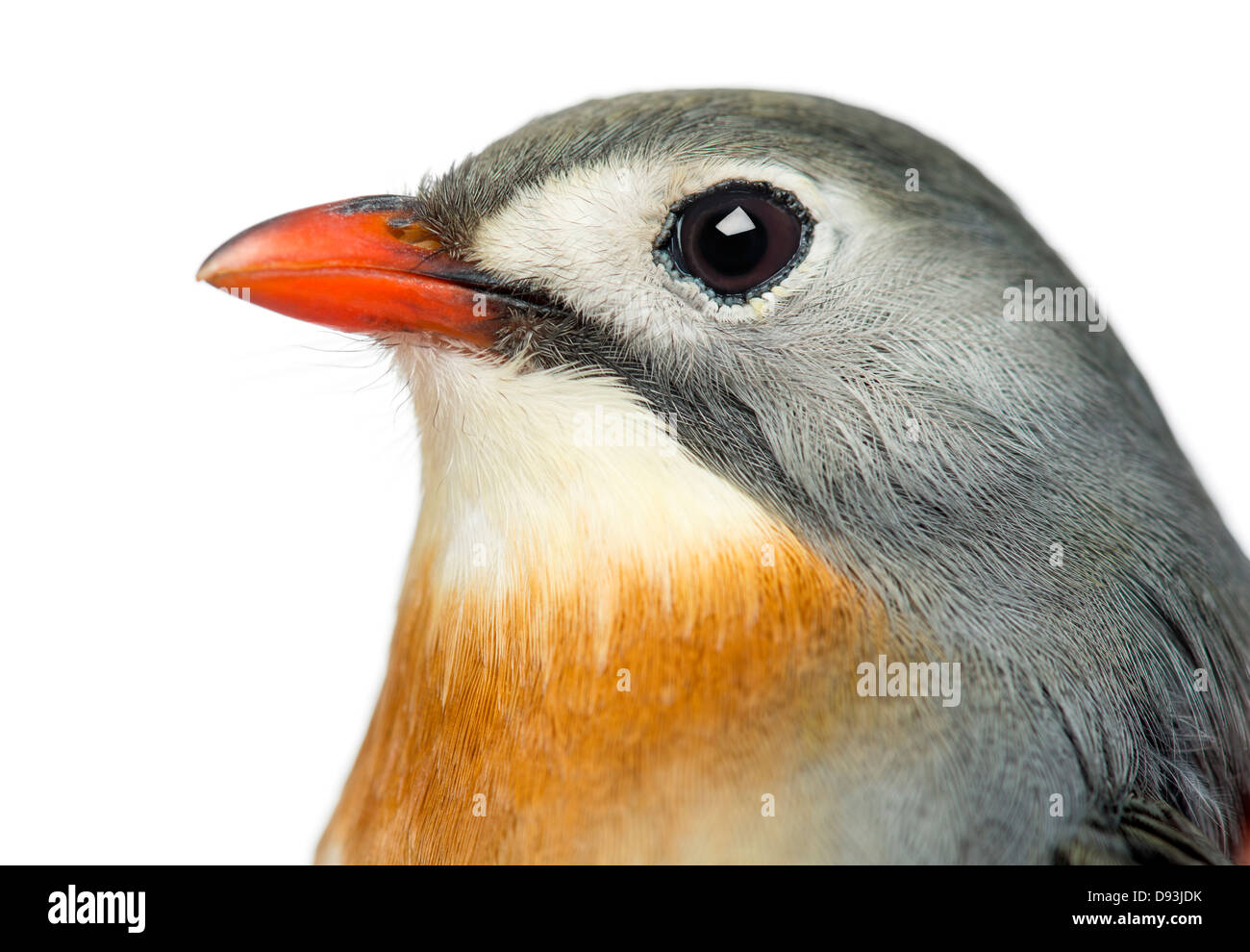 Close-up of Red-billed Leiothrix, Leiothrix lutea, against white background Banque D'Images
