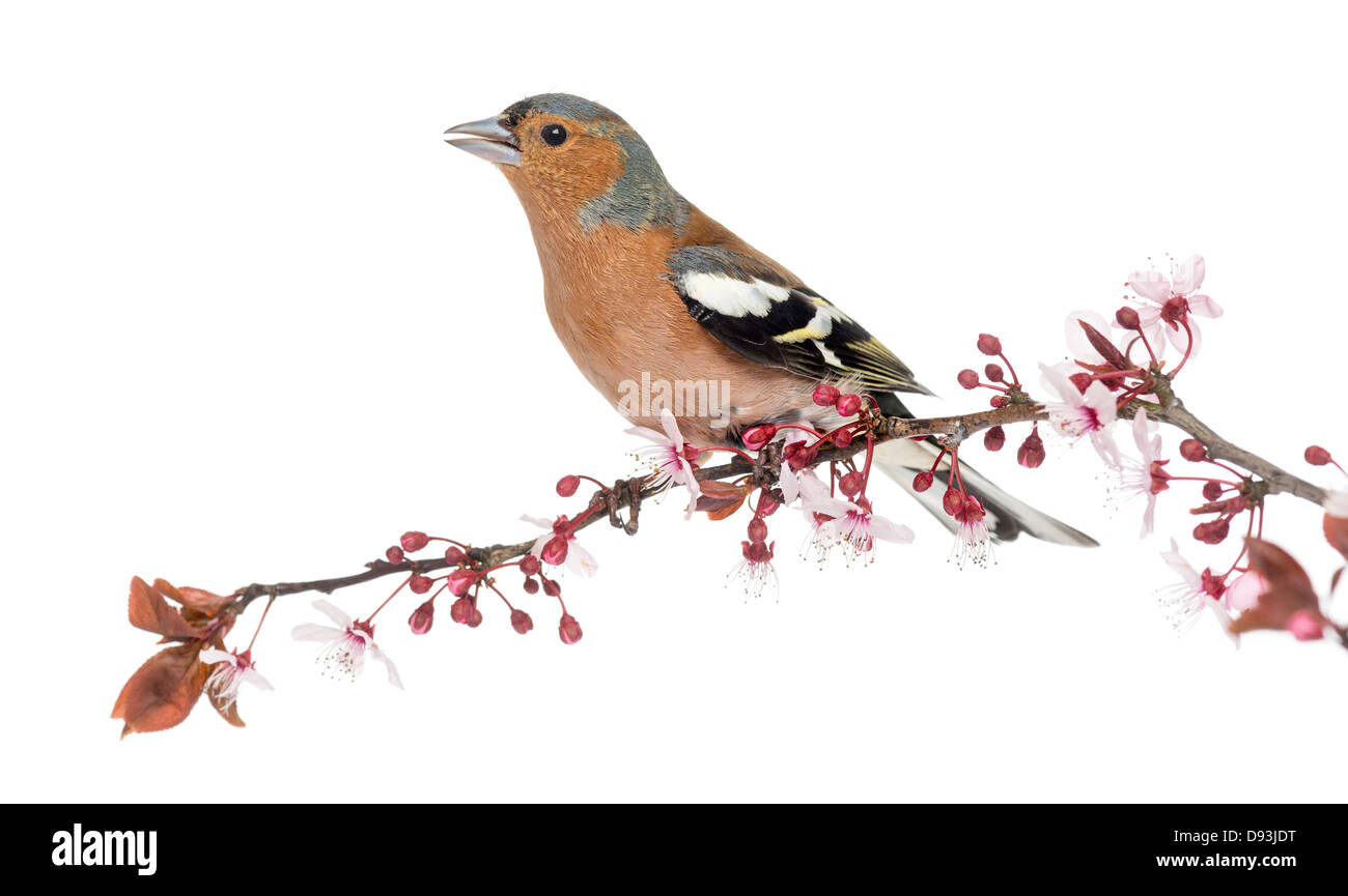 Common Chaffinch, Fringilla coelebs, perché sur une branche à l'arrière-plan blanc Banque D'Images