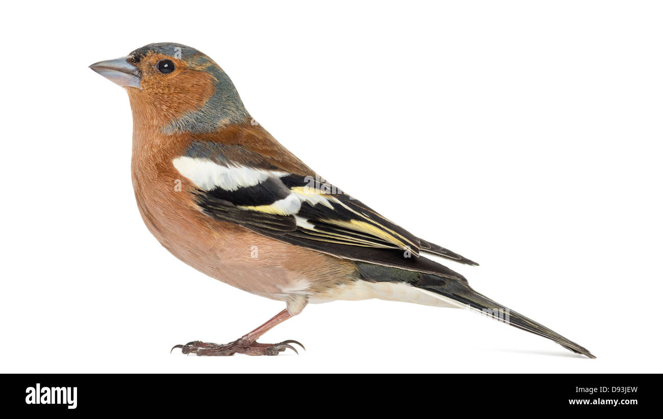 Common Chaffinch, Fringilla coelebs, against white background Banque D'Images