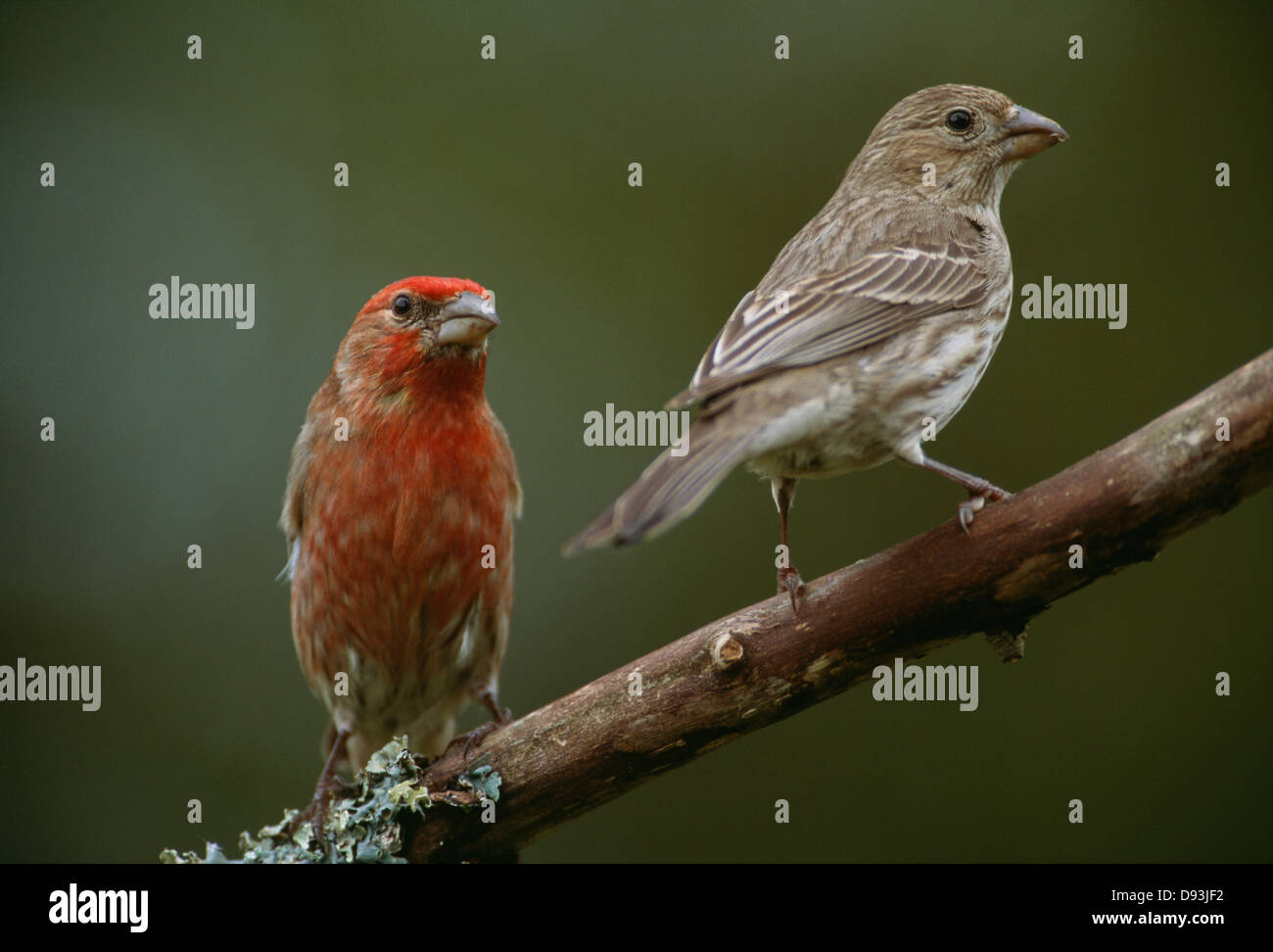 Voir d'oiseaux perching on tree branch Banque D'Images