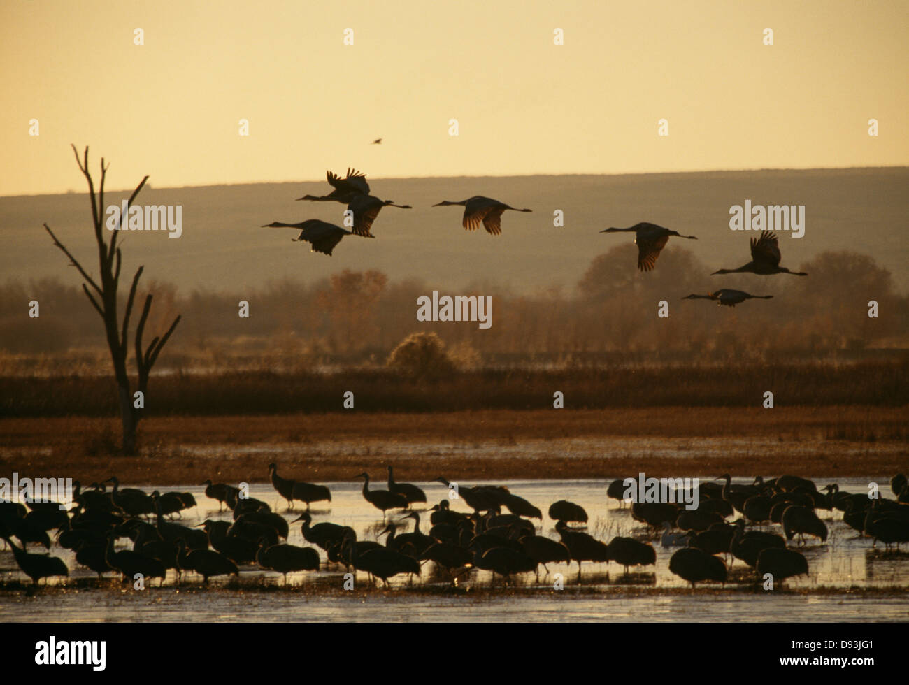 Voir d'oiseaux avec lake Banque D'Images