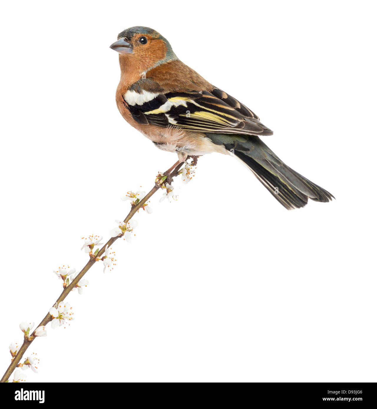 Common Chaffinch, Fringilla coelebs, perché sur une branche à l'arrière-plan blanc Banque D'Images