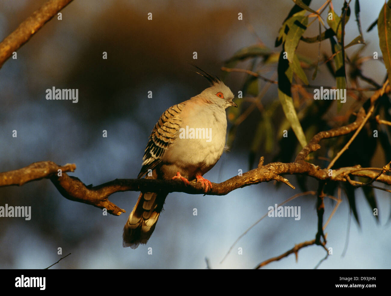 Vue de pigeon perching on tree branch Banque D'Images