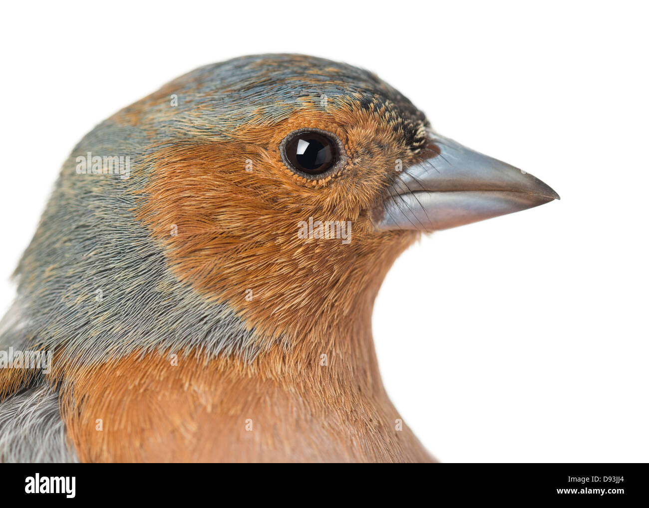 Close-up of Common Chaffinch, Fringilla coelebs, against white background Banque D'Images