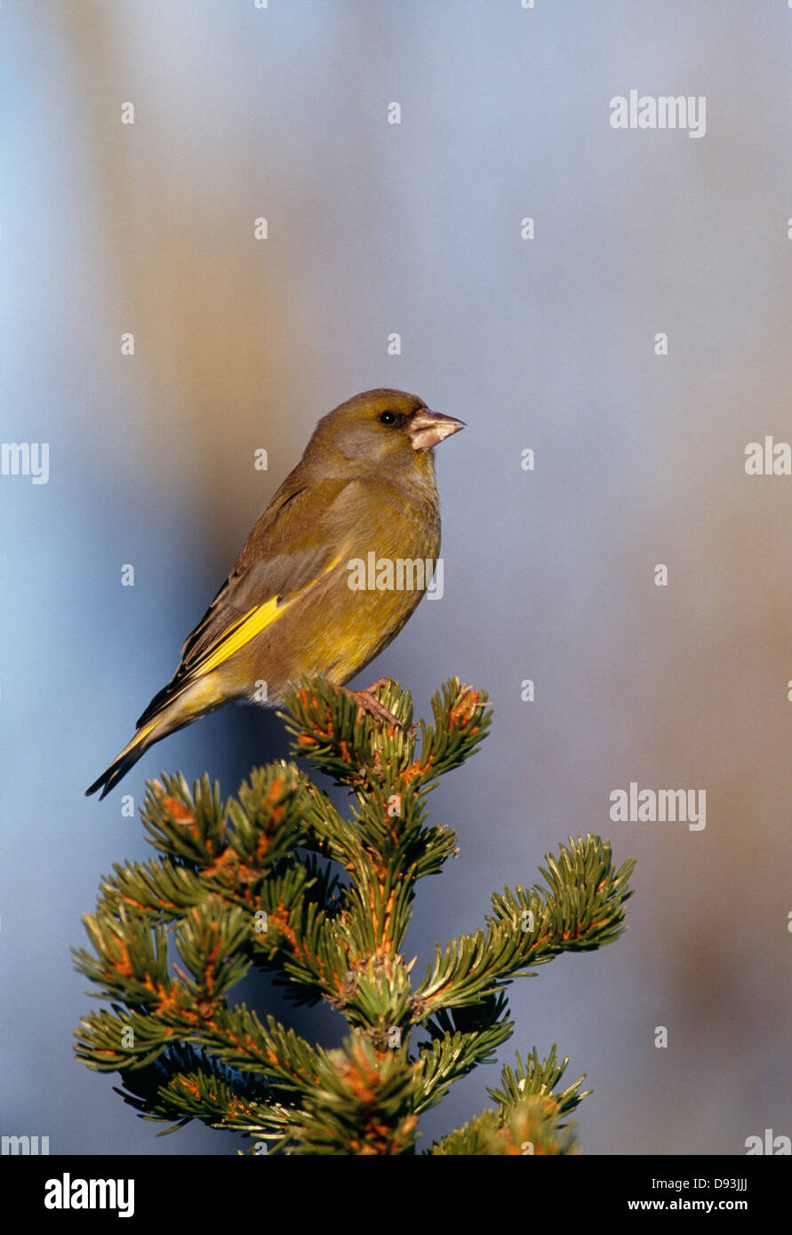 Vue sur green finch perching on tree Banque D'Images