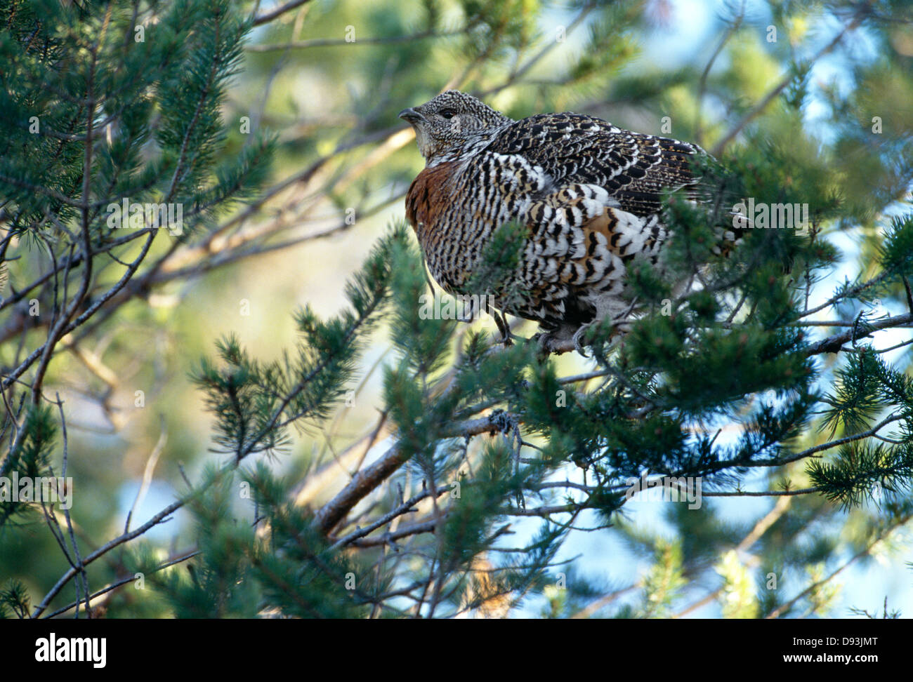 Les grands tétras des armoises perching on branch Banque D'Images