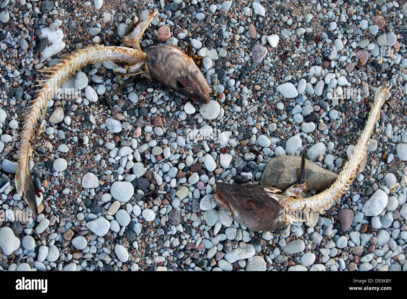 Les squelettes de la morue sur une plage, la Suède. Banque D'Images