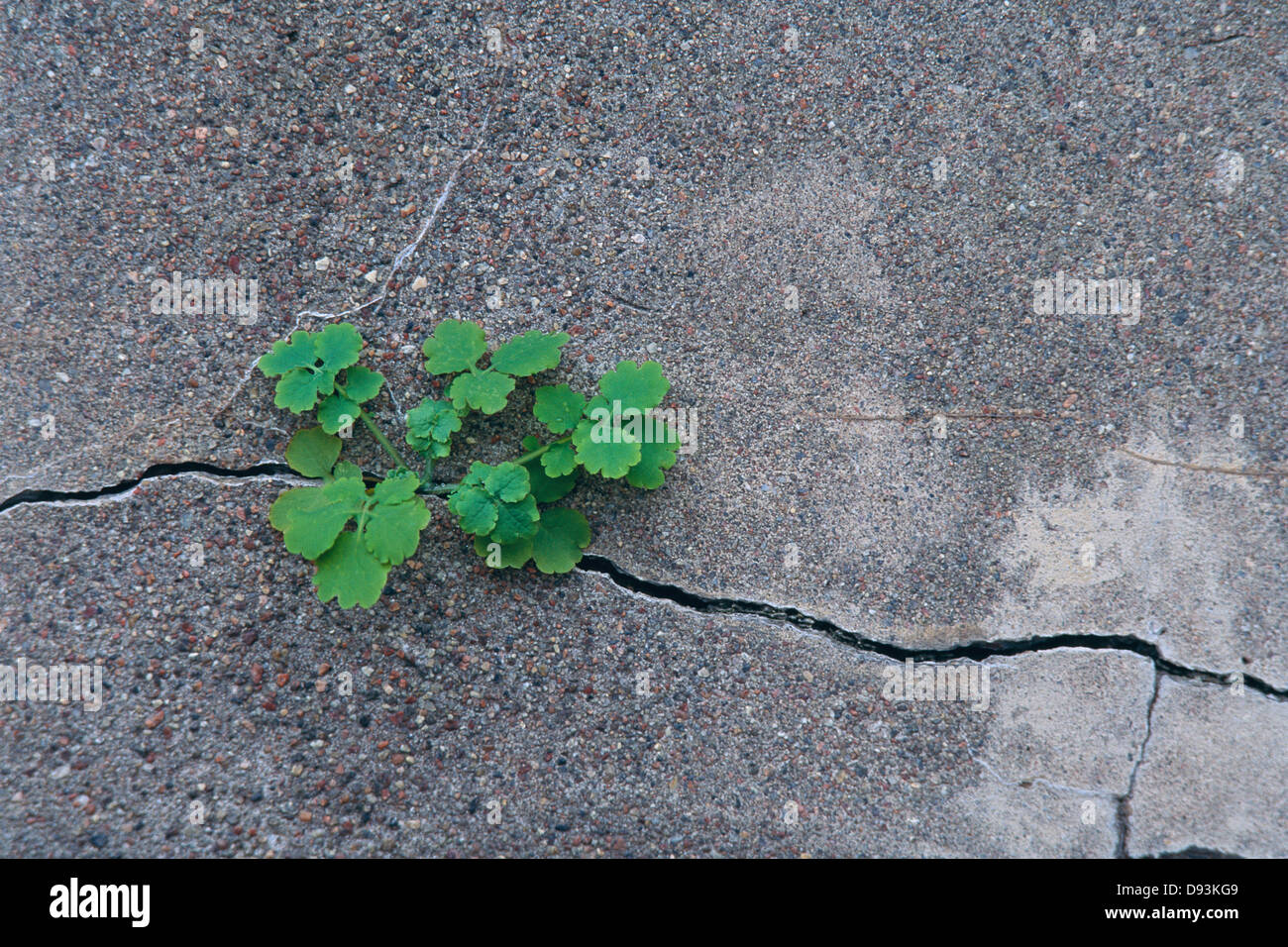 Une plus grande chélidoine dans un mur. Banque D'Images Une plus grande chélidoine dans un mur. Banque D'Images