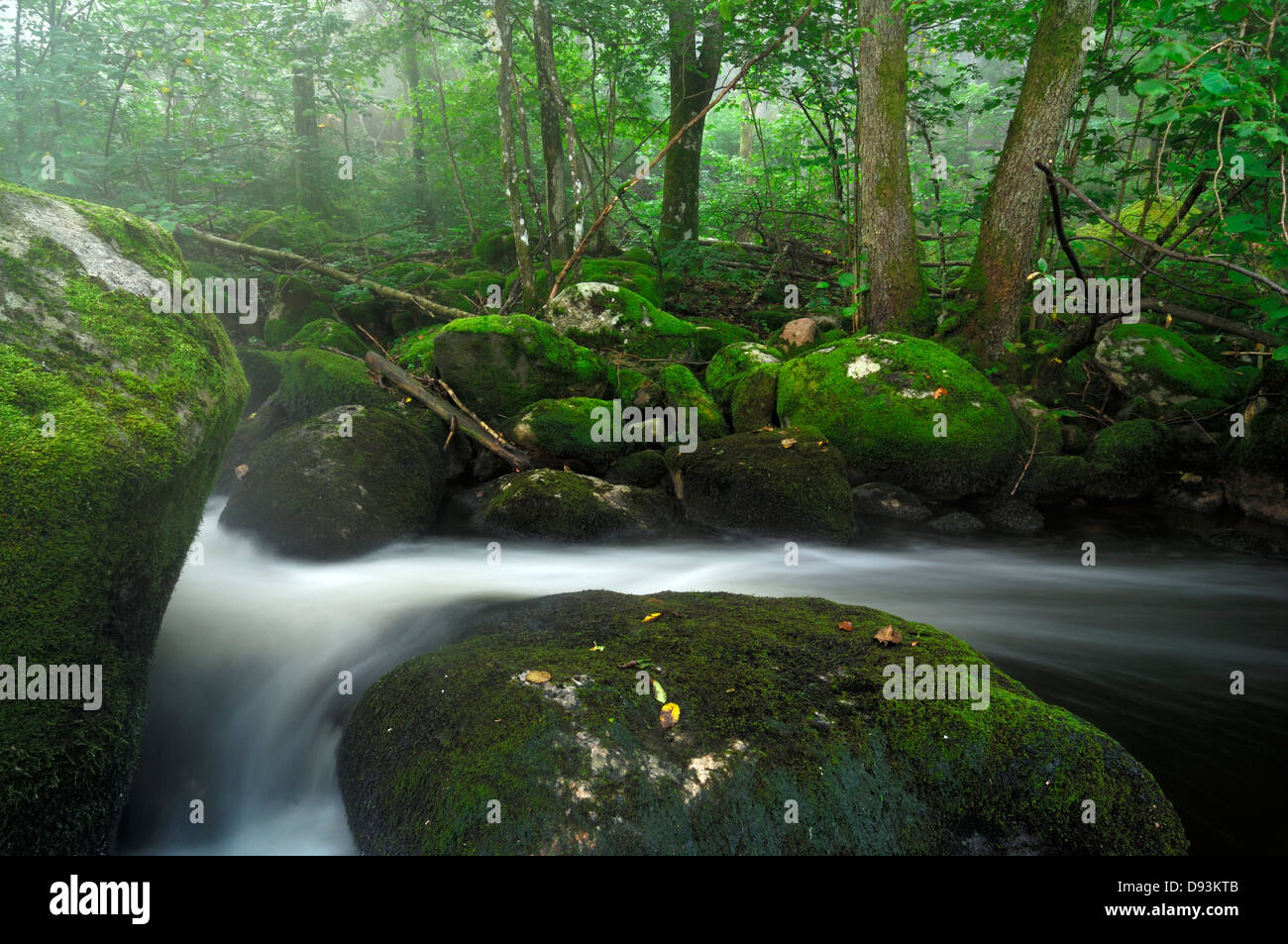 Une petite rivière, Vastergotland, Sweden. Banque D'Images
