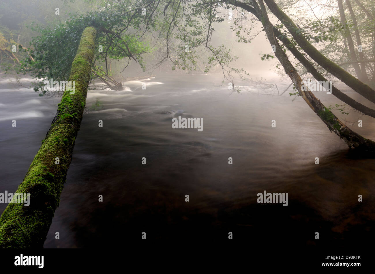 Une petite rivière, Savean, Vastergotland, Sweden. Banque D'Images