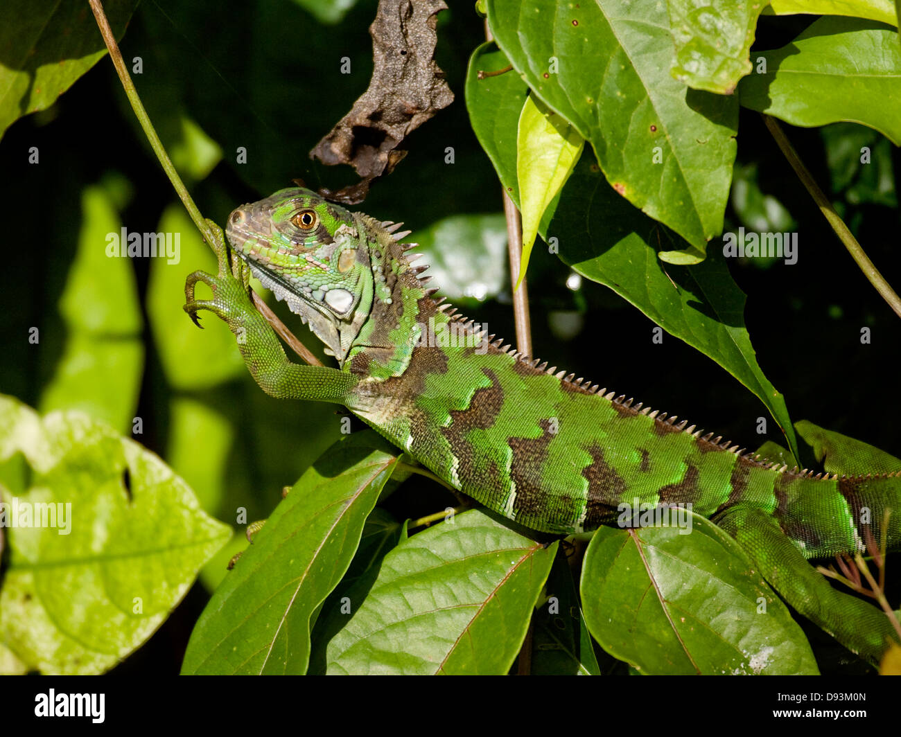 Iguana crawling sur les feuilles, le Costa Rica. Banque D'Images