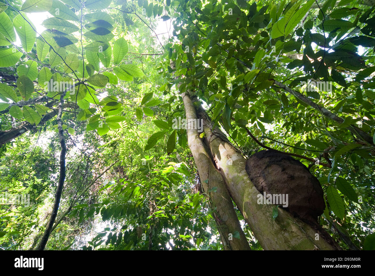 Nid de termites dans la forêt tropicale, le Costa Rica. Banque D'Images