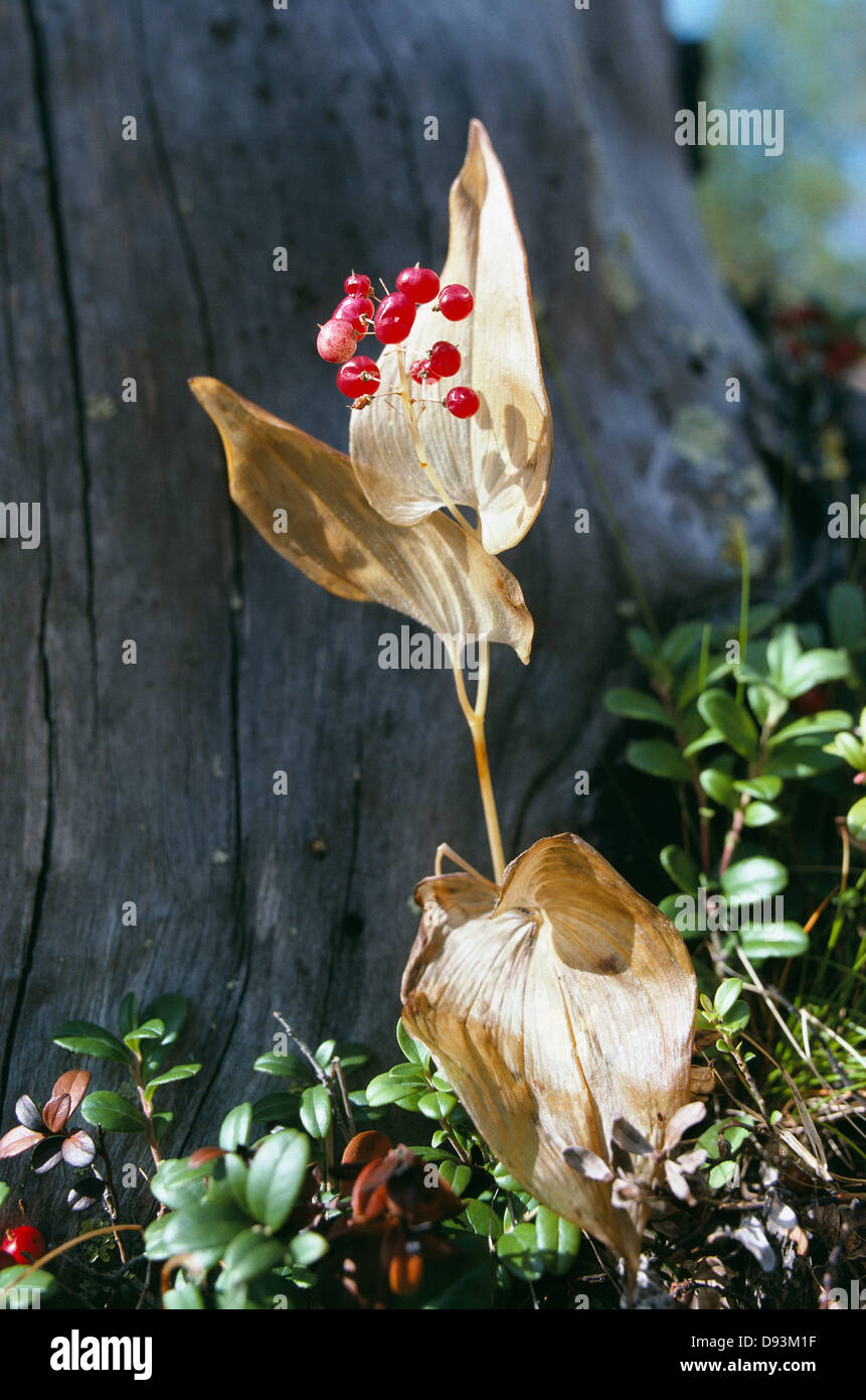 Lily mai. Banque D'Images