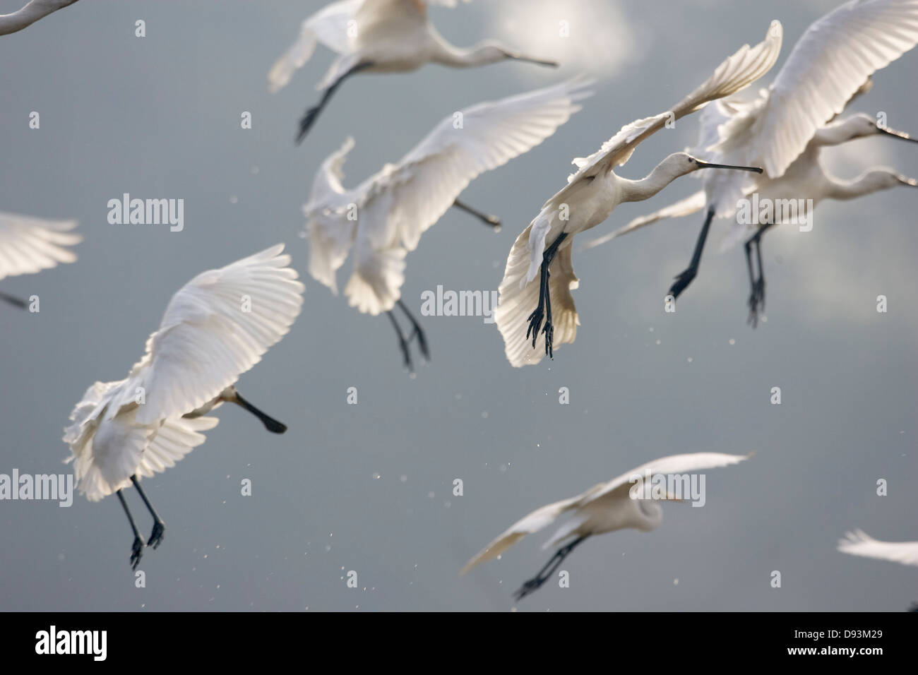 Les oiseaux à l'écart Banque D'Images